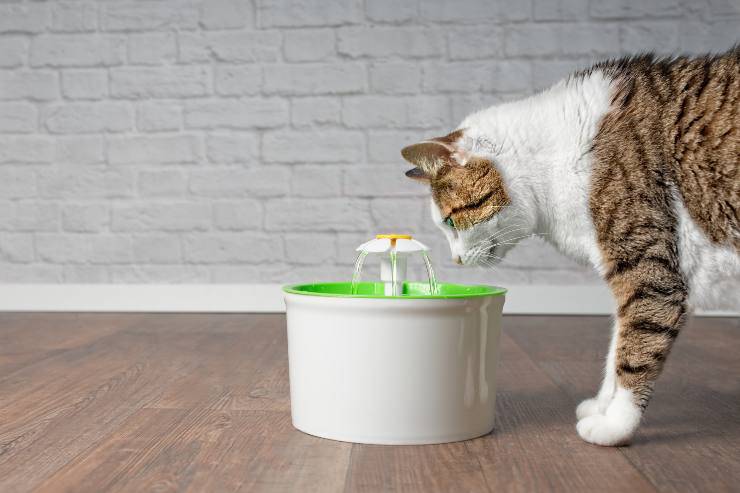 come mantenere il gatto idratato