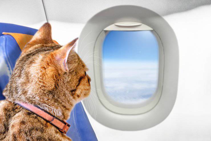 Viaggiare col gatto in aereo