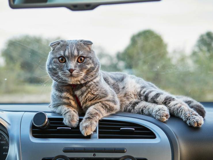 Viaggiare col gatto in macchina
