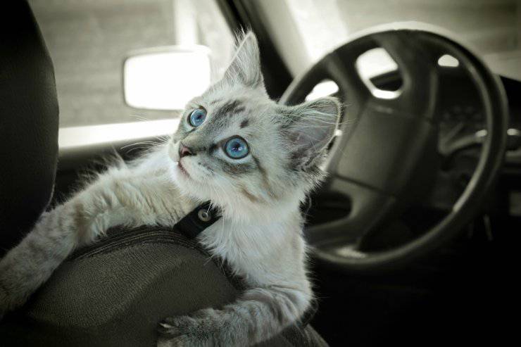 Viaggiare col gatto in macchina