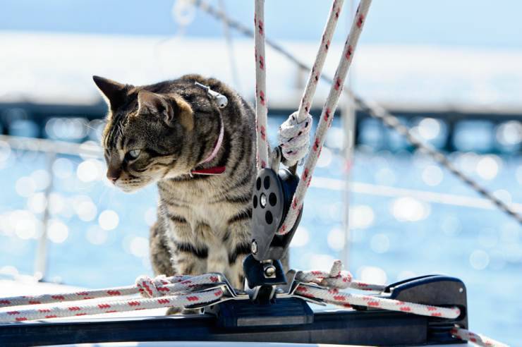 Viaggiare in nave col gatto