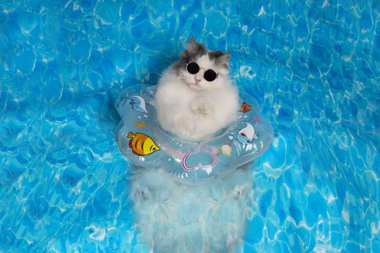 I gatti sanno nuotare