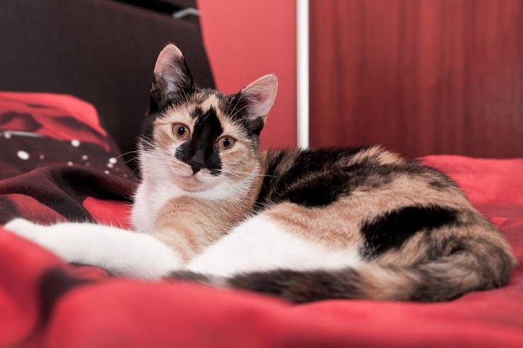 Come non far salire il gatto sul letto