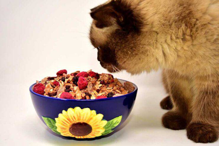 L'alimentazione nel cane e nel gatto (Foto Pixabay)