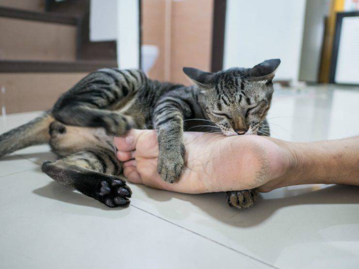 Il gatto morde i piedi: cosa lo attira e come farlo smettere subito