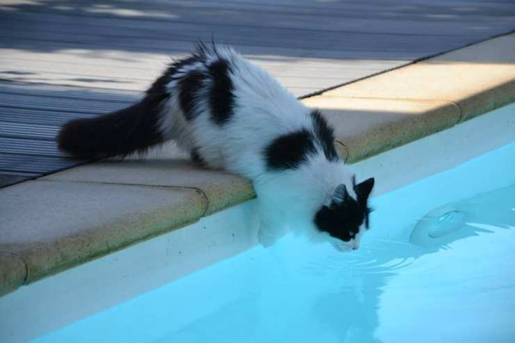 gatto piscina