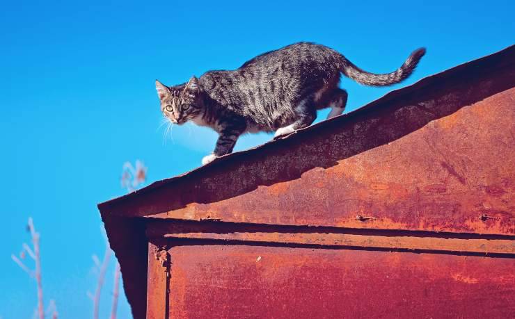 Perché i gatti si arrampicano sui tetti