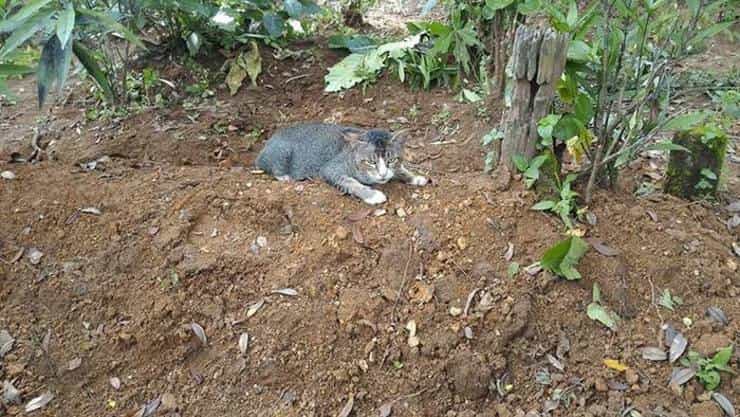 gatto cimitero 