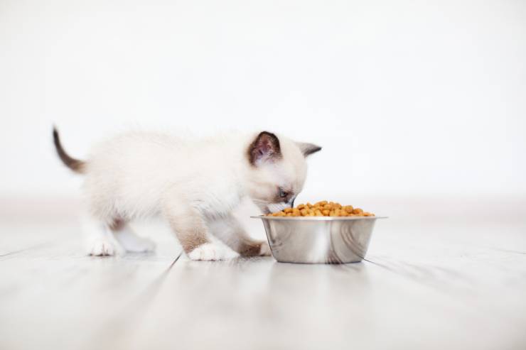 Dieta del micio: quante volte deve mangiare il gatto al giorno