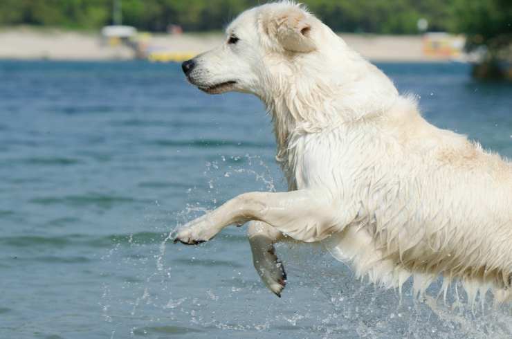 un cane bianco in acqua (Foto Pixabay)