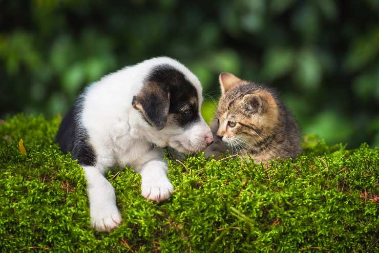 giornata mondiale conto il maltrattamento di animali 