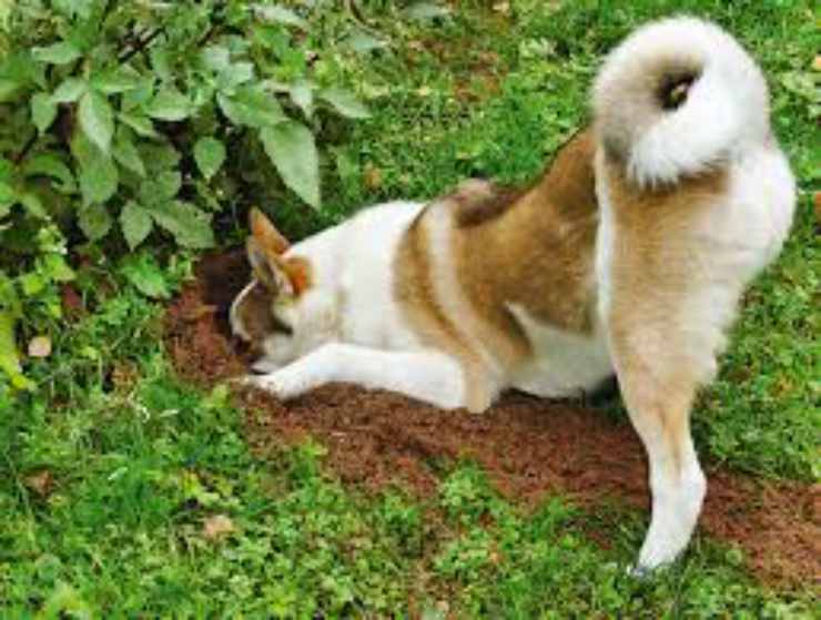 Il cane che scava nel giardino Facebook
