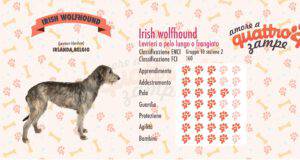 Irish Wolfhound scheda razza