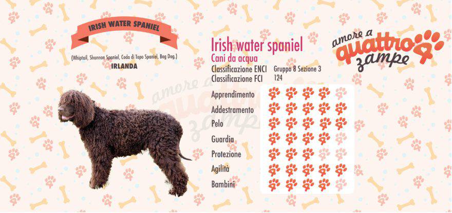 Irish Water Spaniel scheda razza