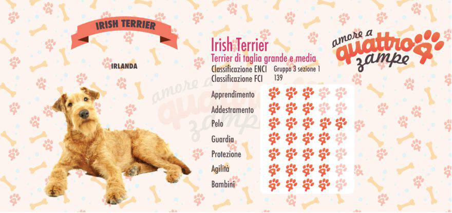 Irish Terrier scheda razza