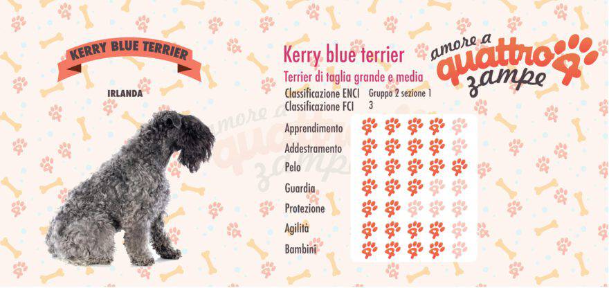 Kerry Blue Terrier scheda razza