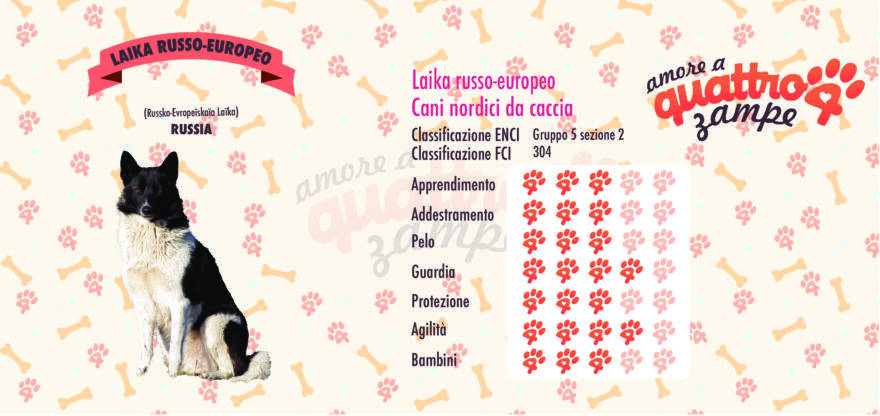 Laika russo europeo scheda razza