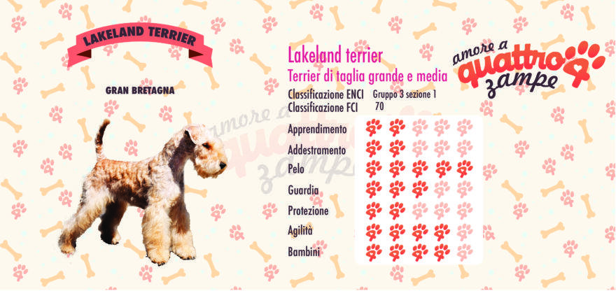 Laikeland terrier scheda razza