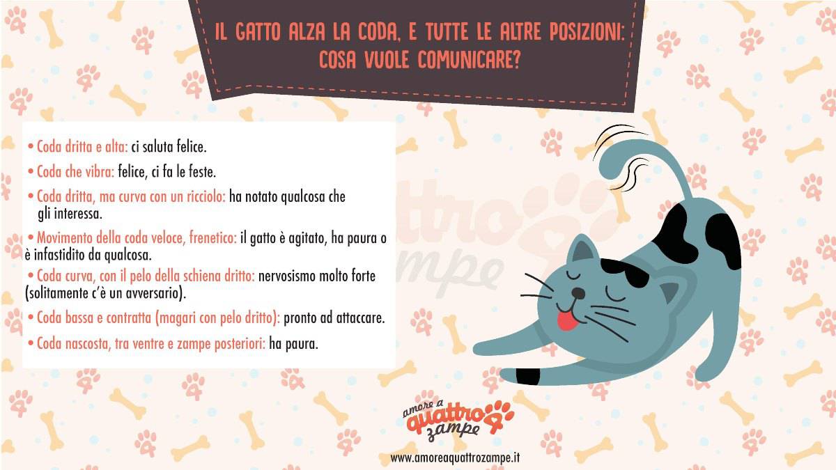 infografica coda gatto