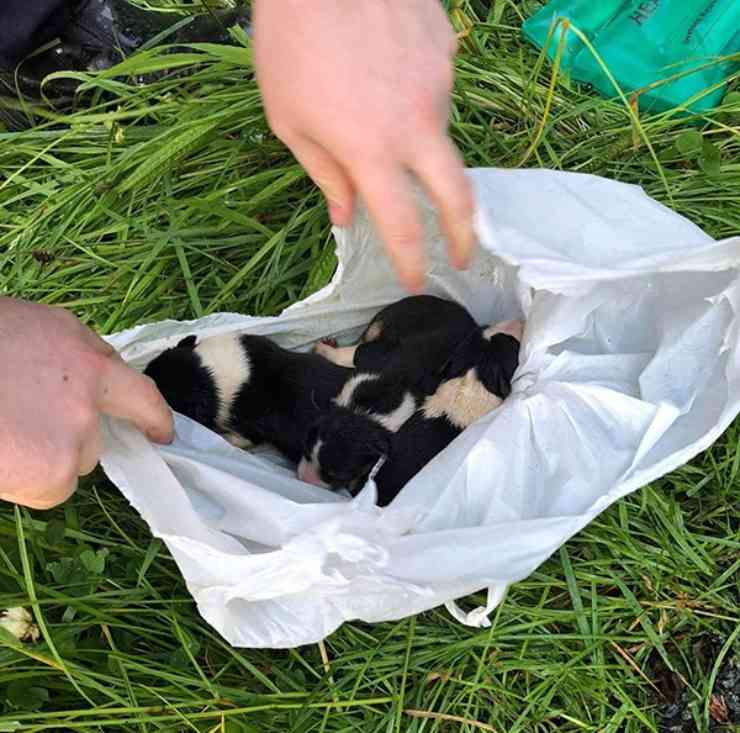 cuccioli sacchetto