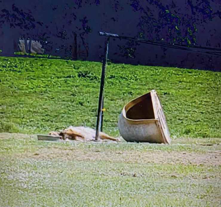 cane colpo di calore