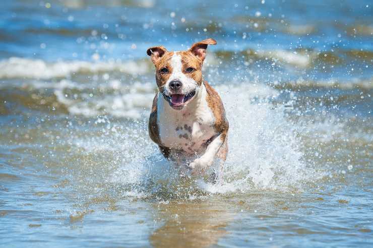 l acqua di mare fa bene al cane