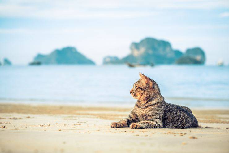 l aria di mare fa bene al gatto