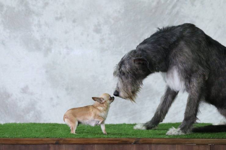 cane grande e piccolo