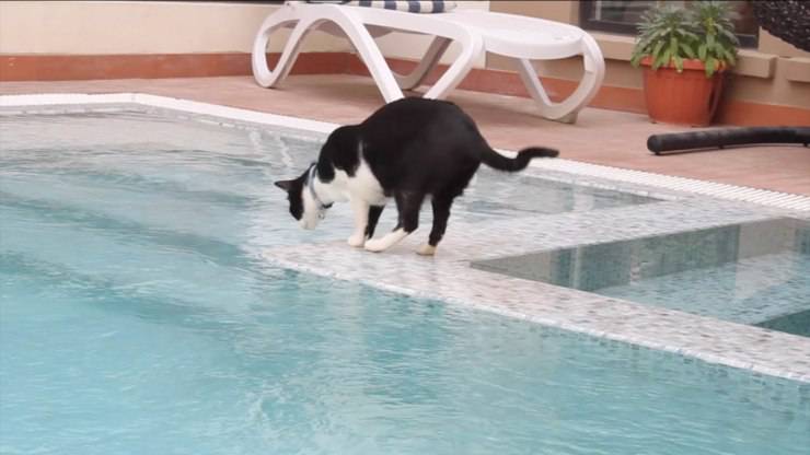 Gatto in piscina: come passare un'estate in tutta sicurezza con il micio