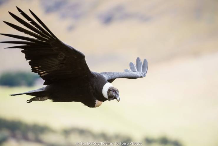 Un condor andino in volo