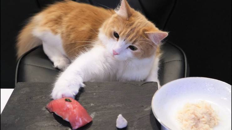 Il gatto può mangiare sushi?