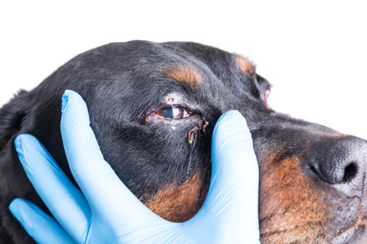 Attraverso I Miei Occhi Il Cane Muore