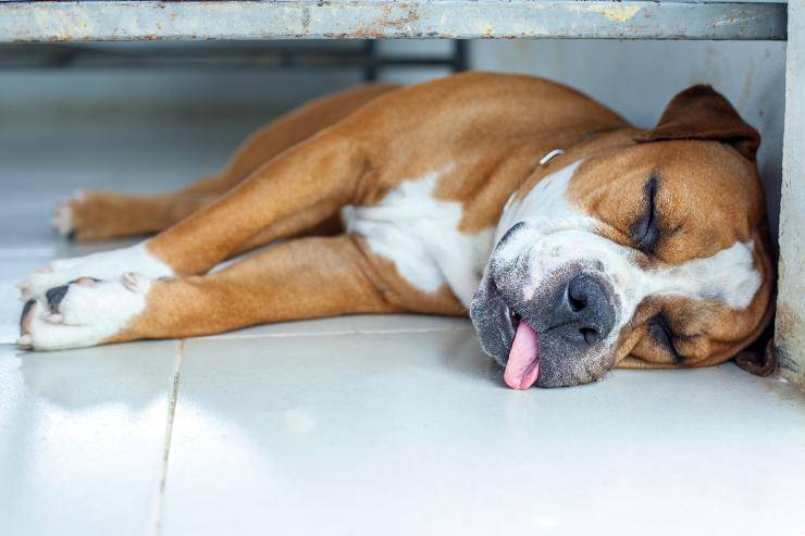 Perché il cane dorme con la lingua fuori