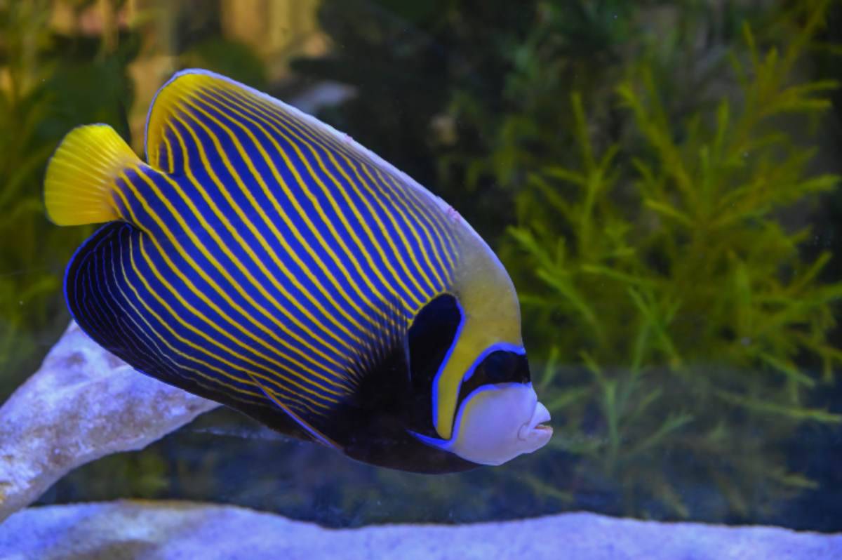 Pesce angelo imperatore il sogno di tutti gli acquariofili