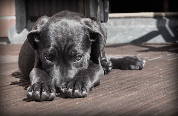 Una grande quantità di mirtilli può causare problemi al cane (Foto Pixabay)