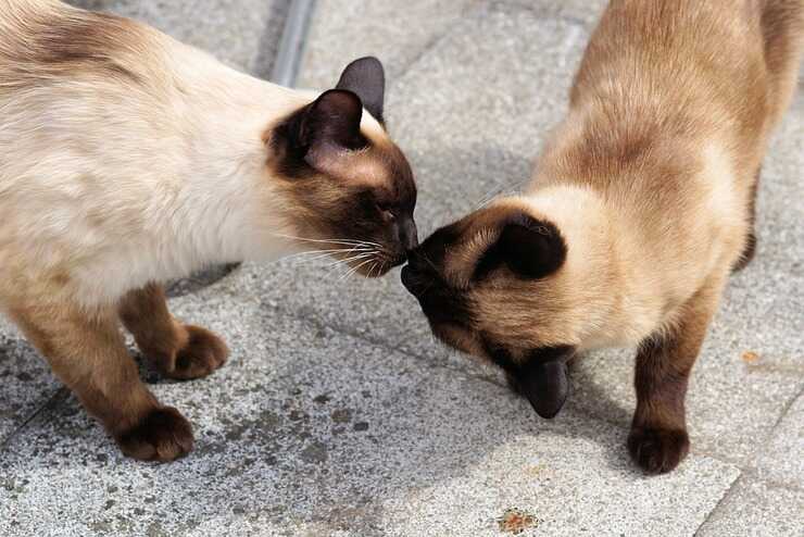 Convivenza tra due gatti 