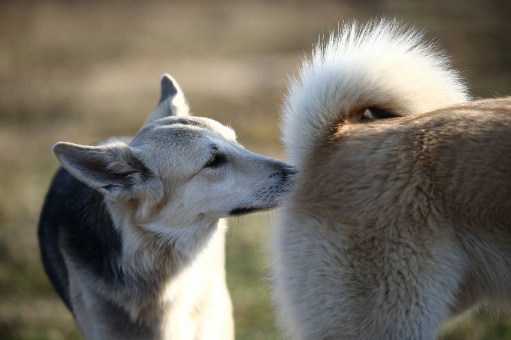 Flatulenza nel cane