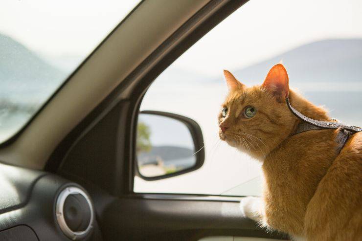 Viaggiare in auto con un animale domestico