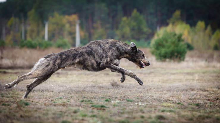 wolfhound irlandese