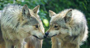 I lupi vicini (Foto Pixabay)