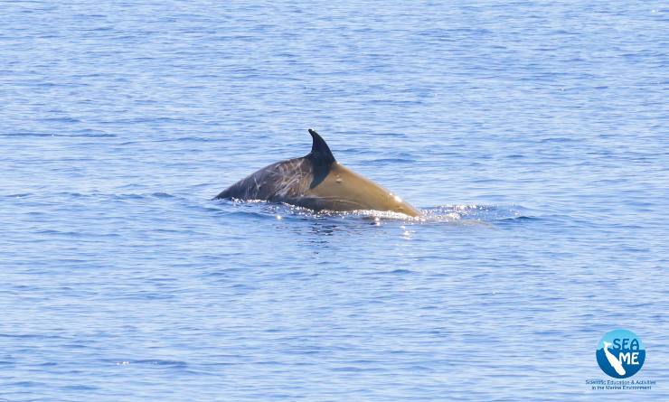 sardegna rari cetacei 