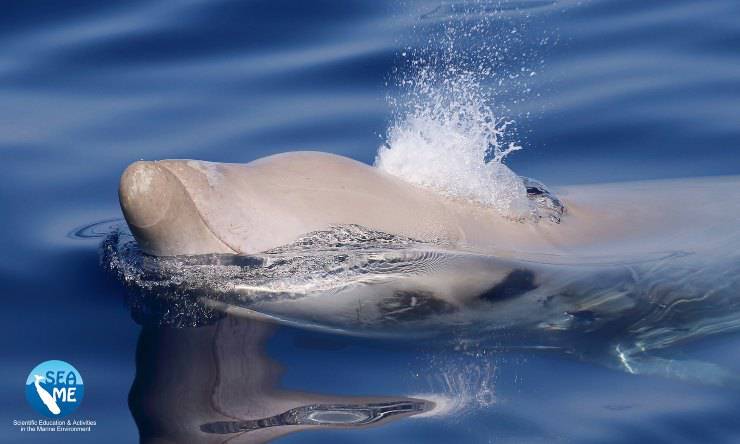 sardegna rari cetacei 