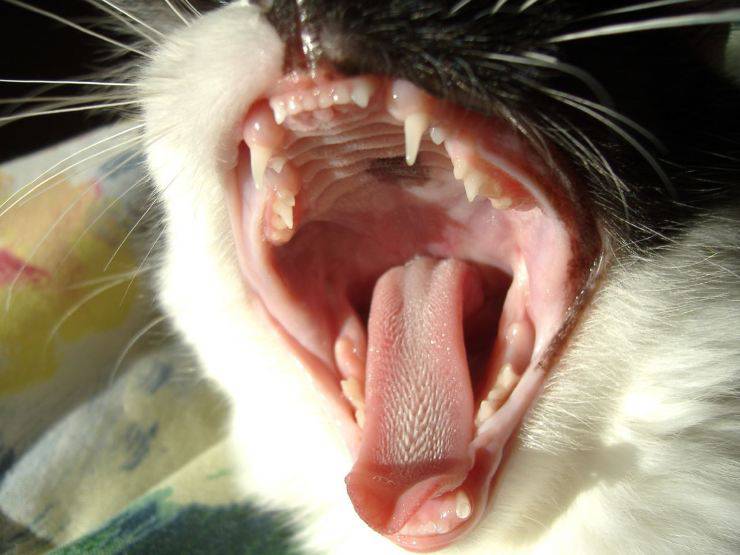 Carie dentali nel gatto