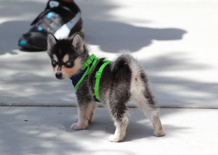 Un cucciolo di husky nano al guinzaglio