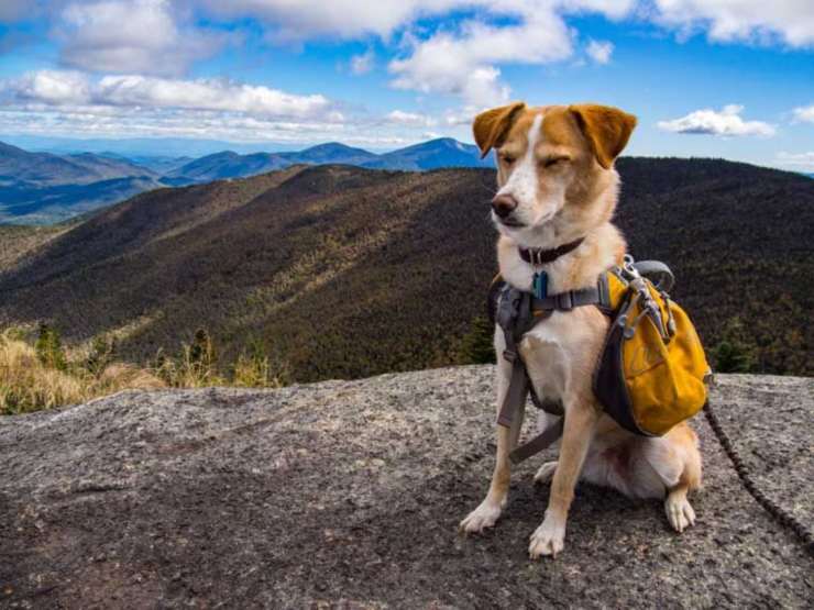 Le razze di cani più avventurosi: perfetti per escursioni e arrampicate