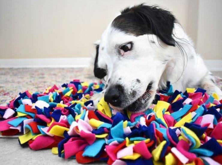 Giochi interattivi per il cane: il tappeto olfattivo, quali sono i pro e  contro