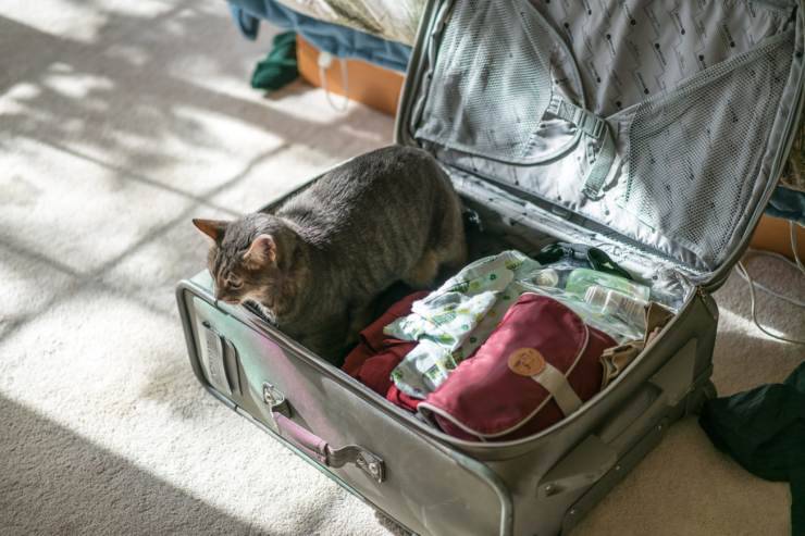 Viaggiare con gatto