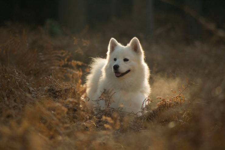 Perché la cagna monta la gamba? Il cane femmina e le motivazioni