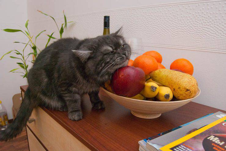 gatto mangia frutta