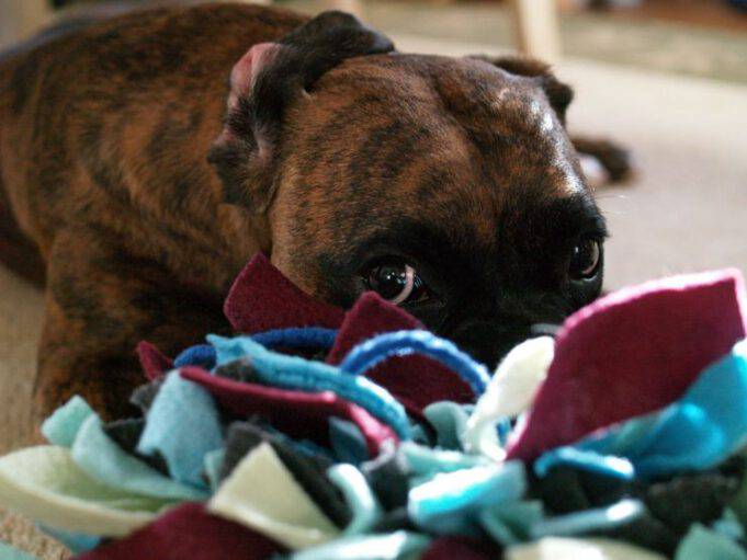 Tappeto Olfattivo Per Cani – Giochi Interattivi In Pile, Lavabile E Antiscivolo, Per Alimentazione Lenta
